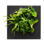 Mobilane LivePicture Go zwart met kamerplanten